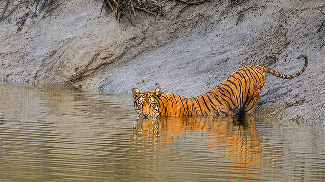 Royal Bengal Tiger