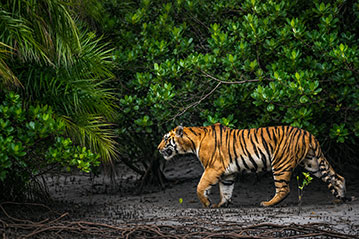 Go Sundarban