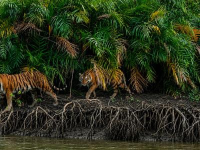 Sundarbans Wildlife Photography Gallery