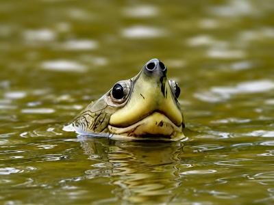 Sundarbans Wildlife Photography Gallery