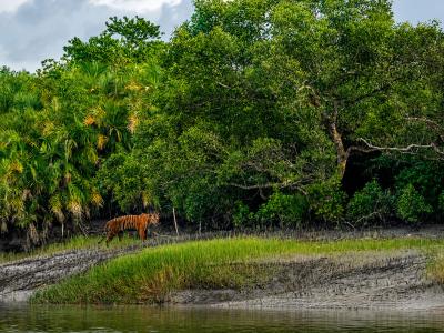 Sundarbans Wildlife Photography Gallery
