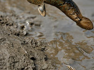 Sundarbans Wildlife Photography Gallery