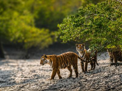 Sundarbans Wildlife Photography Gallery