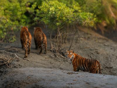 Sundarbans Wildlife Photography Gallery