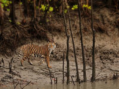 Sundarbans Wildlife Photography Gallery