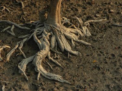Sundarbans Wildlife Photography Gallery