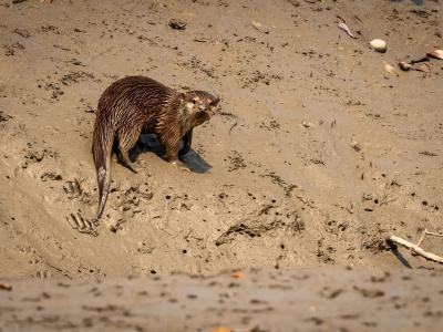 Sundarbans Wildlife Photography Gallery