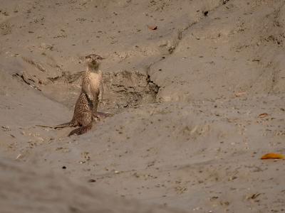 Sundarbans Wildlife Photography Gallery