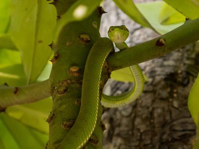 Sundarbans Wildlife Photography Gallery