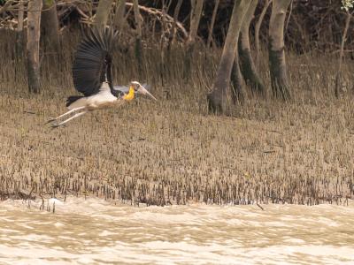 Sundarbans Wildlife Photography Gallery