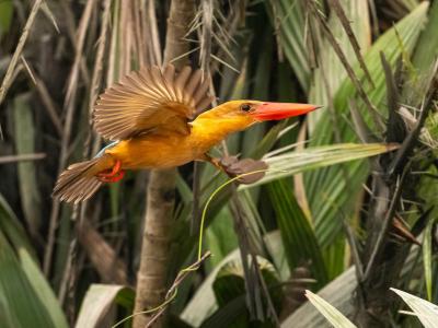 Sundarbans Wildlife Photography Gallery