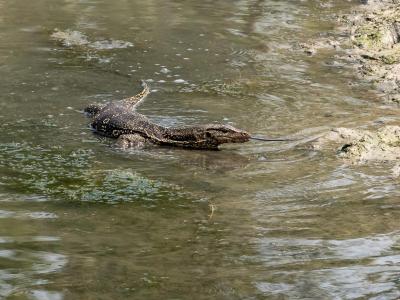 Sundarbans Wildlife Photography Gallery