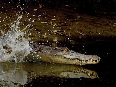 Sundarbans Wildlife Photography Gallery