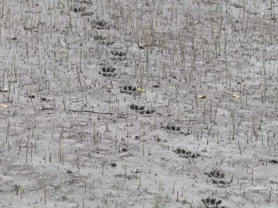 Sundarbans Wildlife Photography Gallery