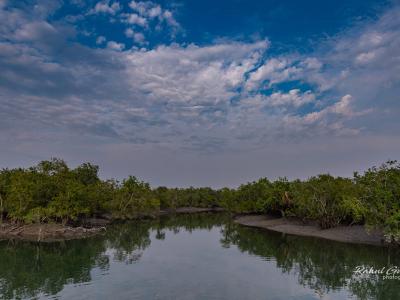 Sundarbans Wildlife Photography Gallery