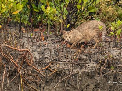 Sundarbans Wildlife Photography Gallery