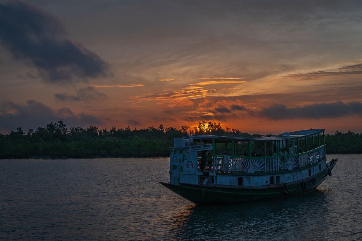 Sundarbans forest with tiger