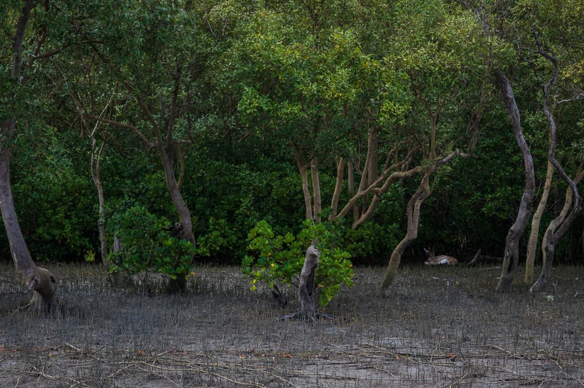 Sundarbans forest with tiger