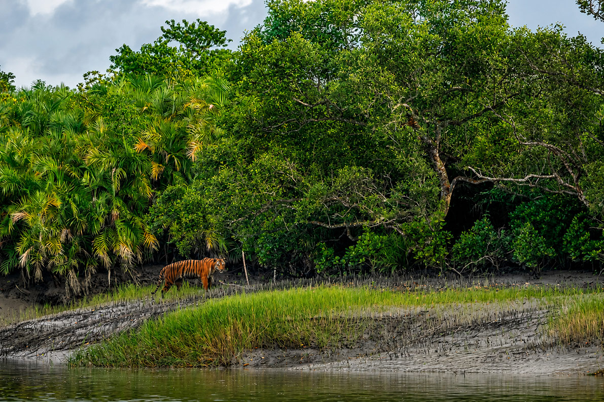 Sundarbans forest with tiger