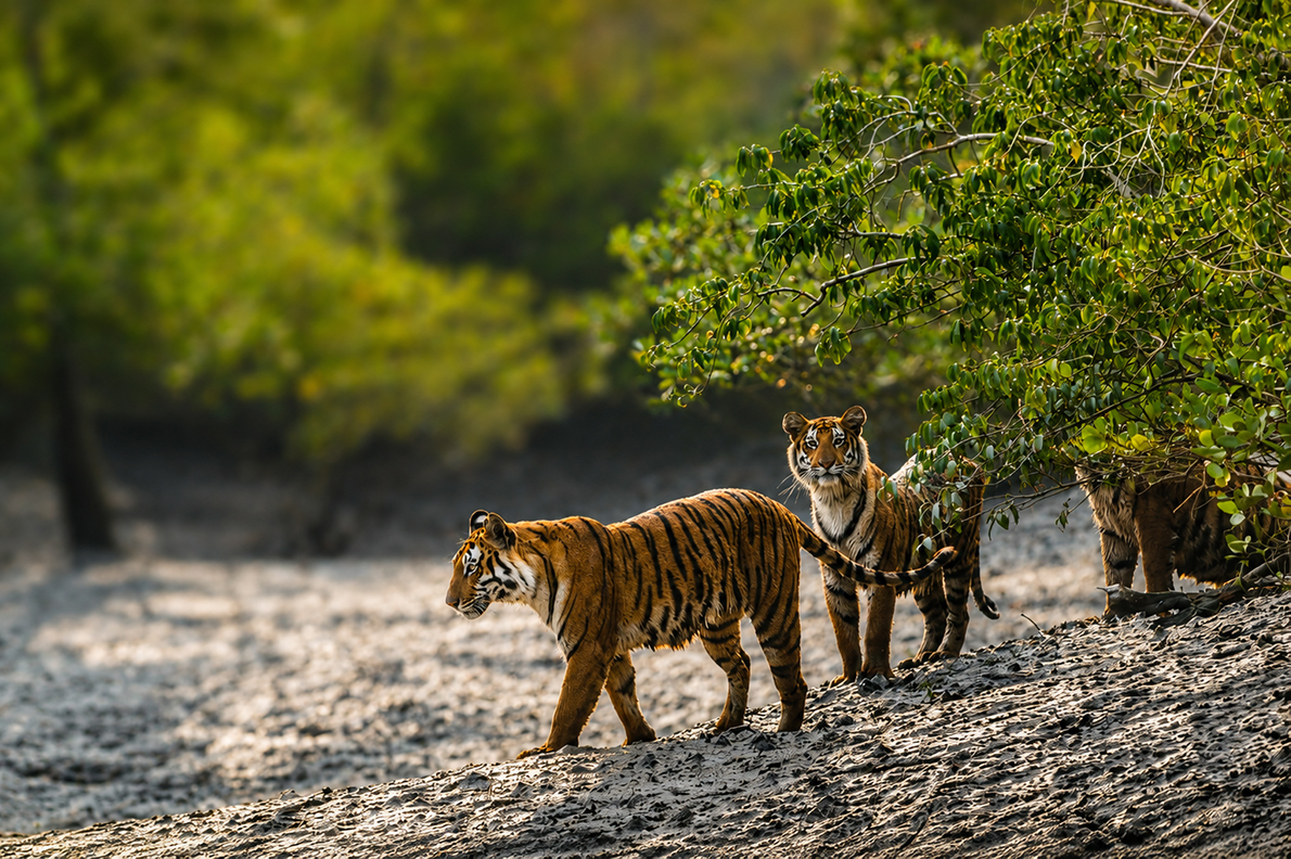 Sundarbans forest with tiger