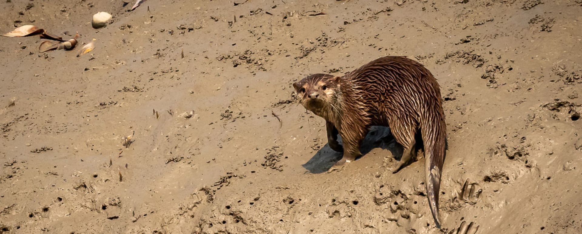 Wildlife Adventures