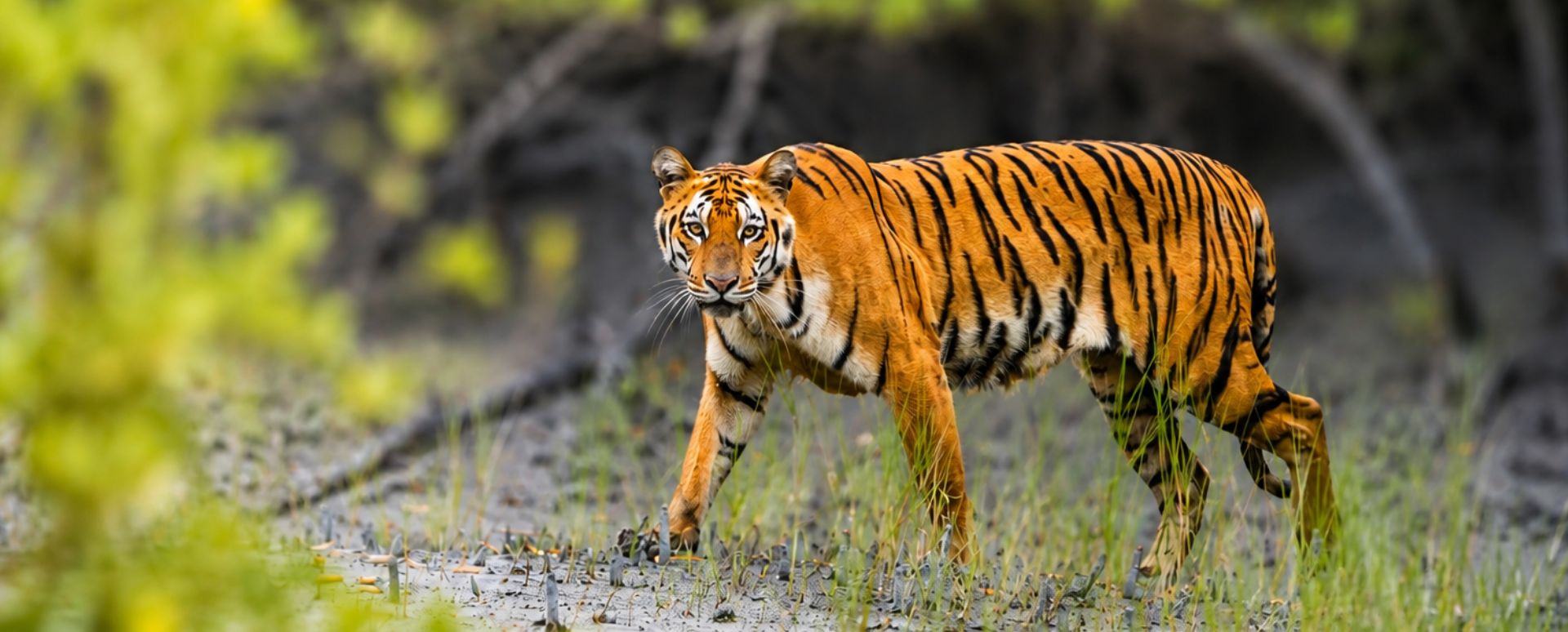Wildlife Adventures