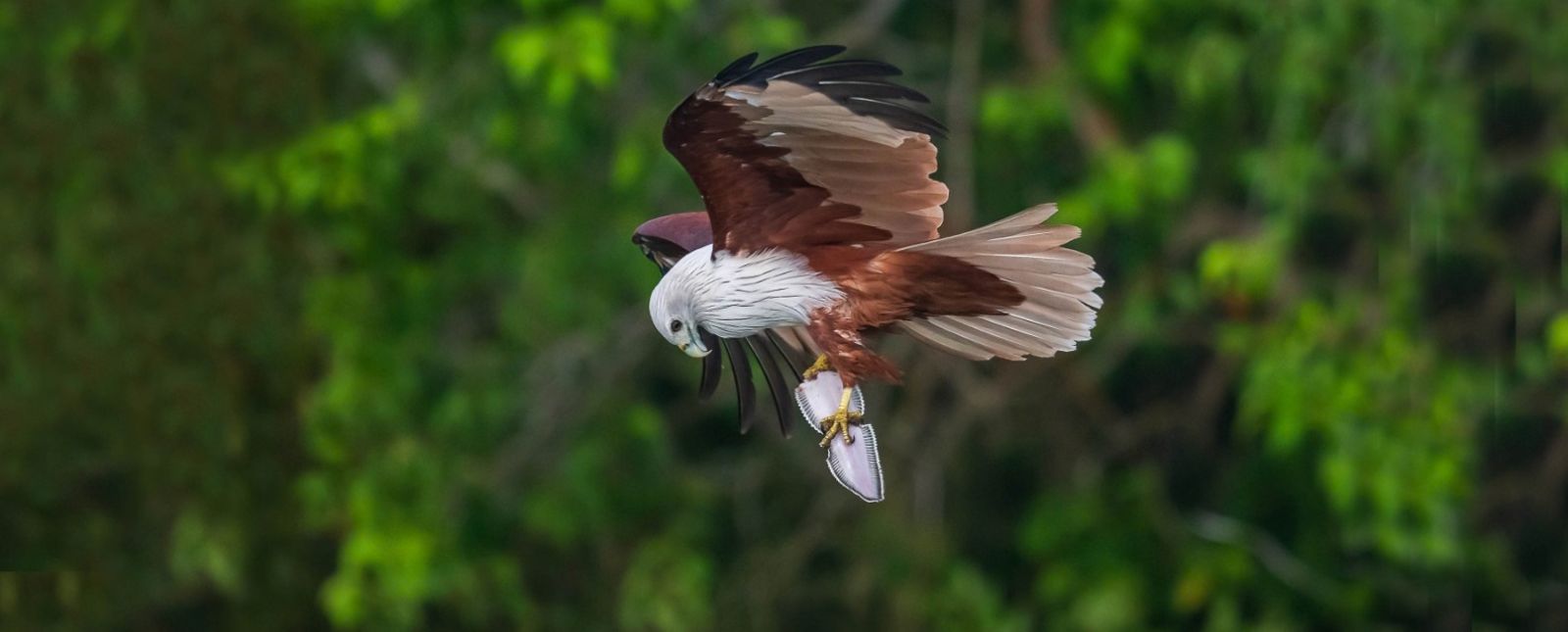 Wildlife Adventures