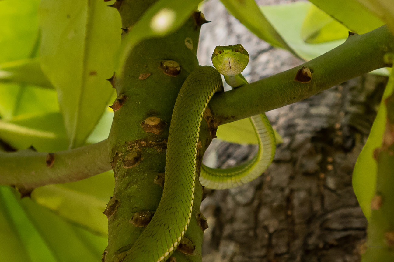 Sundarbans forest with tiger