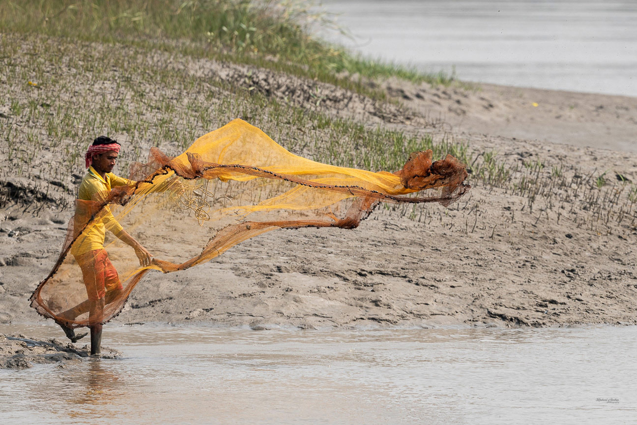Deer in the Sundarbans