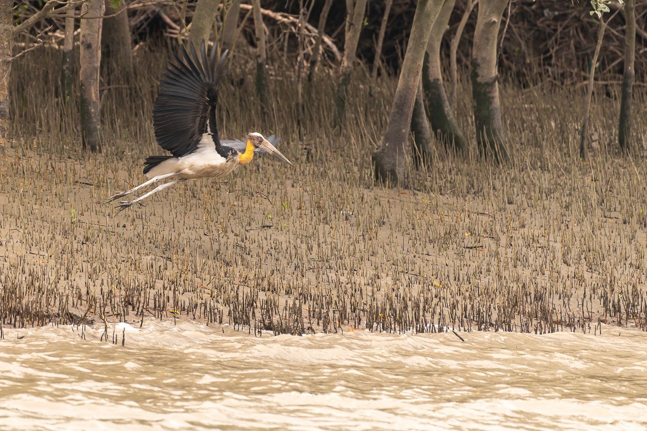 Kingfisher in the Sundarbans