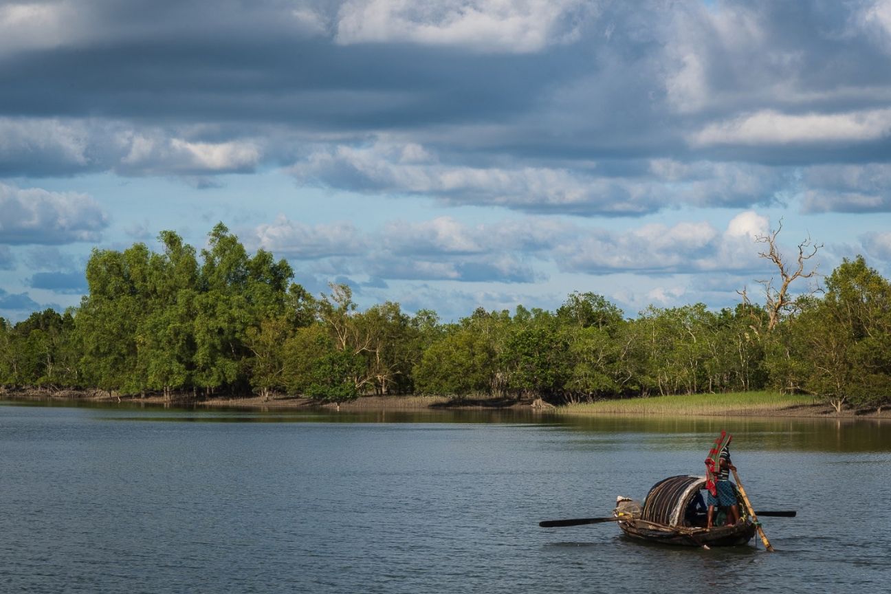 Tiger in the Sundarbans