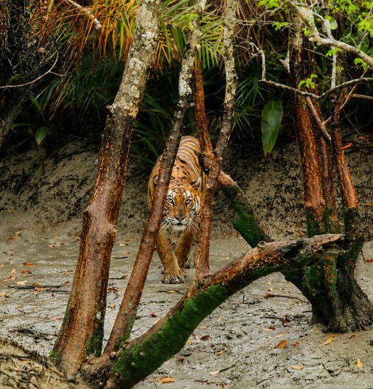Sundarbans boat journey