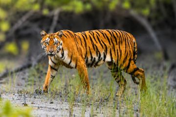 Wildlife and Birding