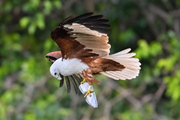 Wildlife and Birding