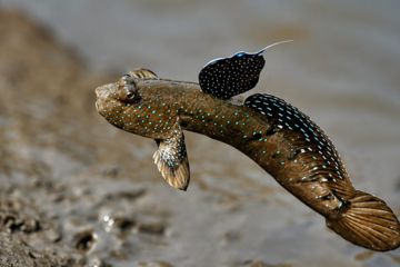 Wildlife and Birding